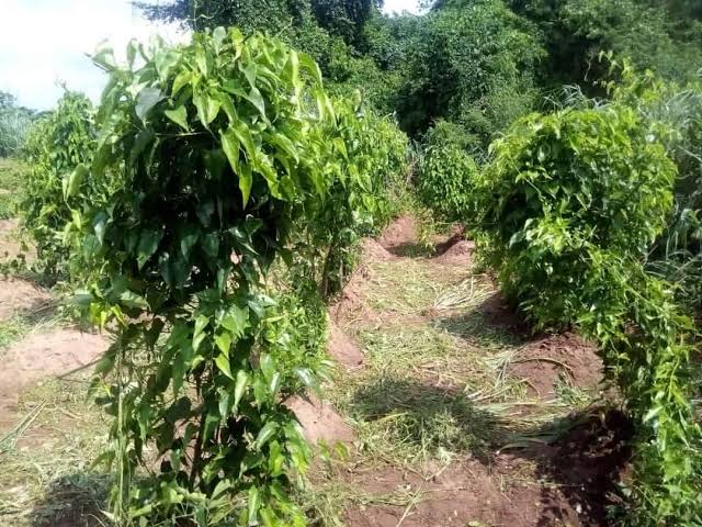 Yam Farmland 2025 Schedule 1